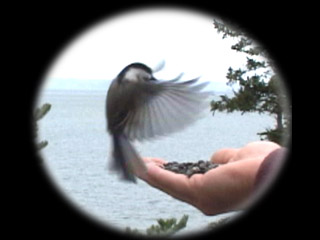 The Chickadees