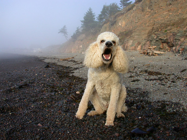 sandy_halls_harbour2