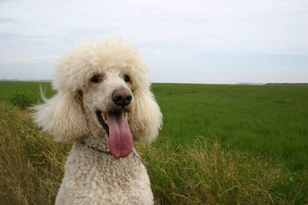 sandy_wolfville