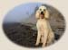 sandy_halls_harbour0