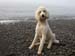 sandy_halls_harbour1