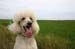 sandy_wolfville